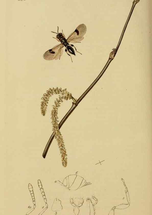 Reproducción/Reproduction 8044286698: British entomology;. London,Printed for the author,1823-40.
