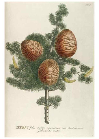 Reproducción/Reproduction 8050591690: Plantae selectae quarum imagines ad exemplaria naturalia Londini, in hortis curiosorum nutrita. [S.l. :s.n.],1750-1773.