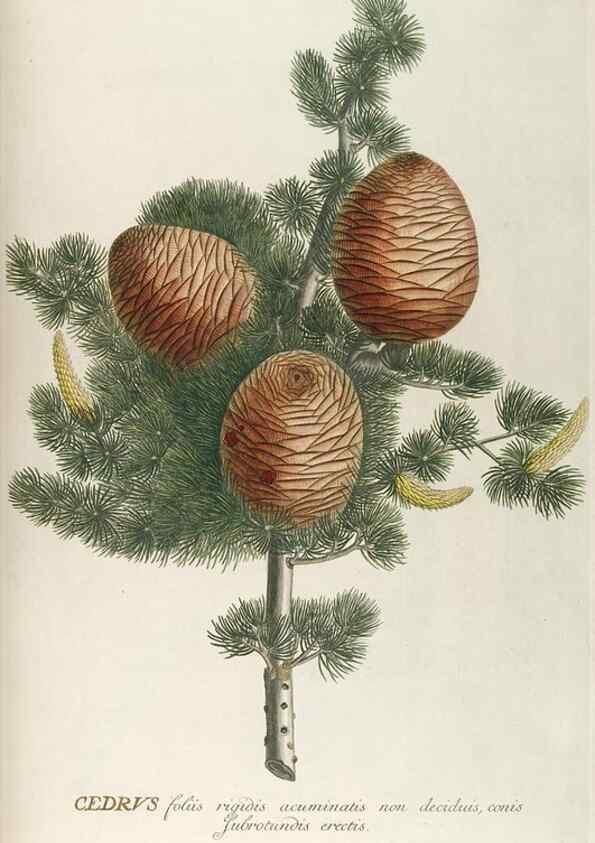 Reproducción/Reproduction 8050591690: Plantae selectae quarum imagines ad exemplaria naturalia Londini, in hortis curiosorum nutrita. [S.l. :s.n.],1750-1773.
