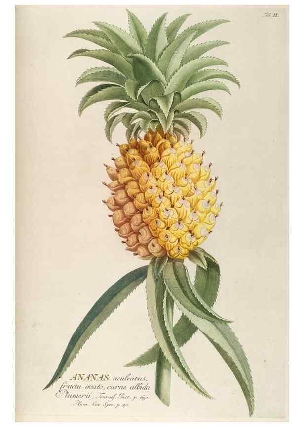 Reproducción/Reproduction 8050587077: Plantae selectae quarum imagines ad exemplaria naturalia Londini, in hortis curiosorum nutrita. [S.l. :s.n.],1750-1773.