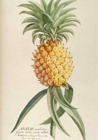 Reproducción/Reproduction 8050587077: Plantae selectae quarum imagines ad exemplaria naturalia Londini, in hortis curiosorum nutrita. [S.l. :s.n.],1750-1773.
