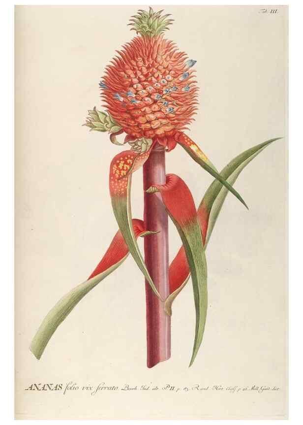 Reproducción/Reproduction 8050587715: Plantae selectae quarum imagines ad exemplaria naturalia Londini, in hortis curiosorum nutrita. [S.l. :s.n.],1750-1773.