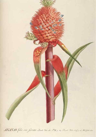 Reproducción/Reproduction 8050587715: Plantae selectae quarum imagines ad exemplaria naturalia Londini, in hortis curiosorum nutrita. [S.l. :s.n.],1750-1773.