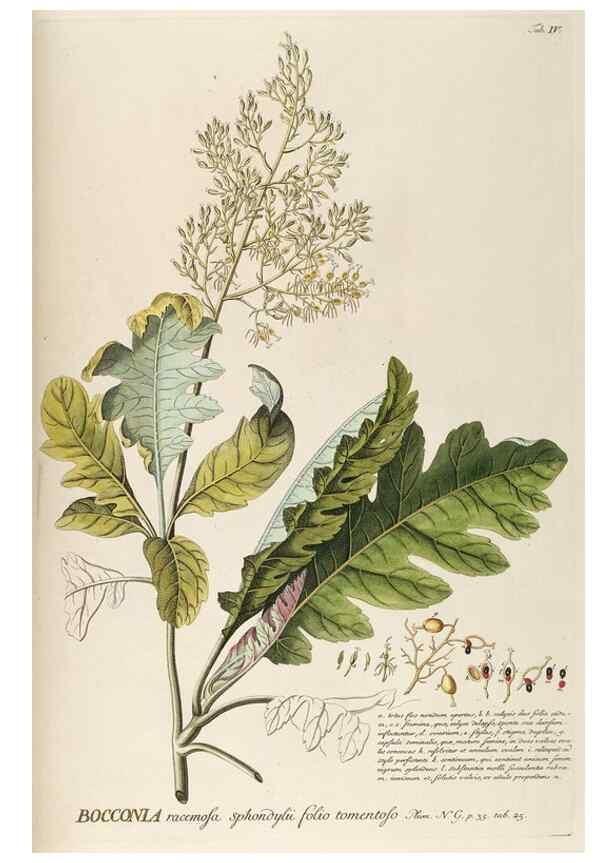 Reproducción/Reproduction 8050588155: Plantae selectae quarum imagines ad exemplaria naturalia Londini, in hortis curiosorum nutrita. [S.l. :s.n.],1750-1773.