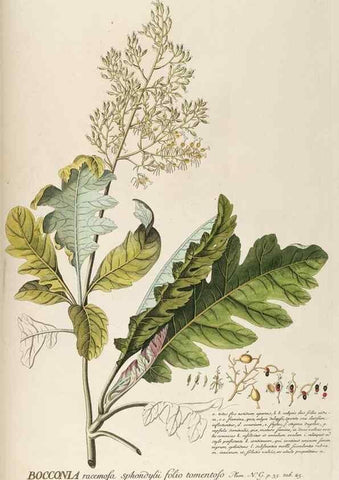 Reproducción/Reproduction 8050588155: Plantae selectae quarum imagines ad exemplaria naturalia Londini, in hortis curiosorum nutrita. [S.l. :s.n.],1750-1773.