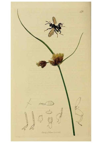 Reproducción/Reproduction 8044284732: British entomology;. London,Printed for the author,1823-40.