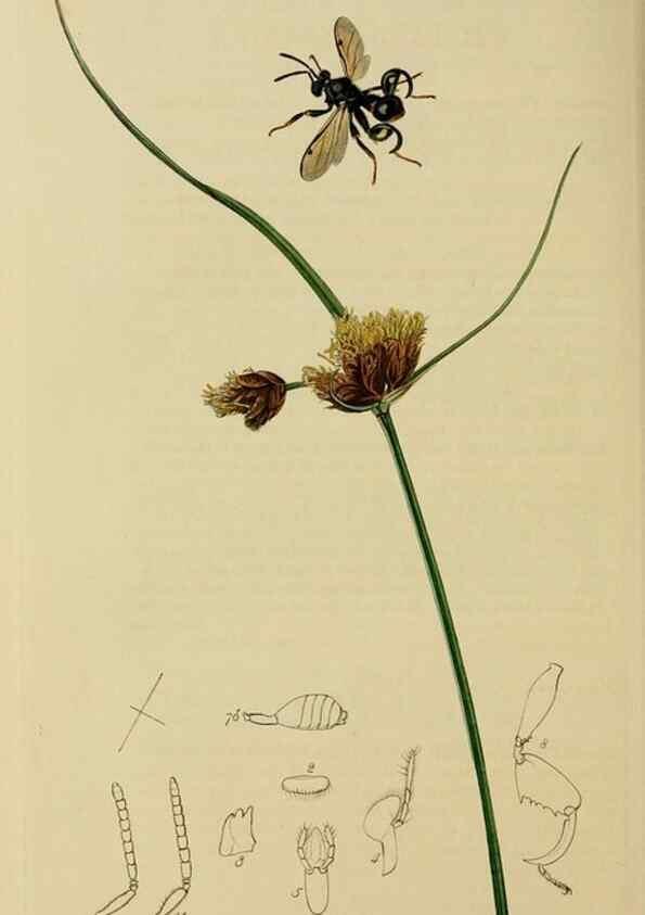 Reproducción/Reproduction 8044284732: British entomology;. London,Printed for the author,1823-40.