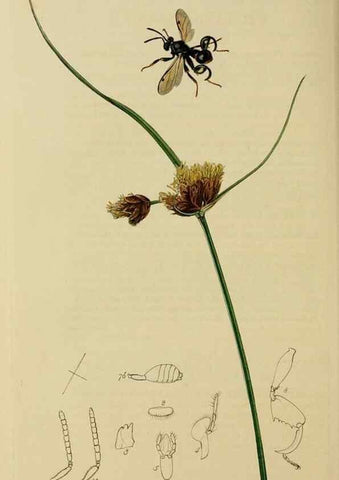 Reproducción/Reproduction 8044284732: British entomology;. London,Printed for the author,1823-40.