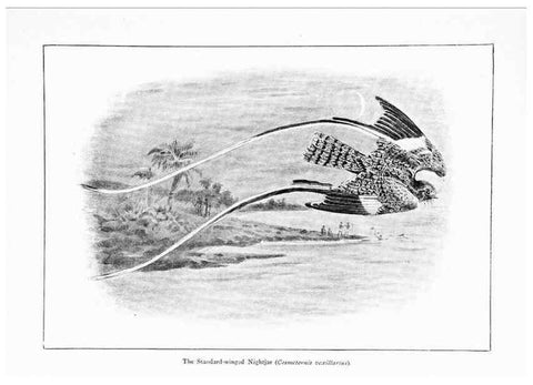Reproducción/Reproduction 7995792648: Wonders of the bird world,. New York,Frederick A. Stokes company,[1921]