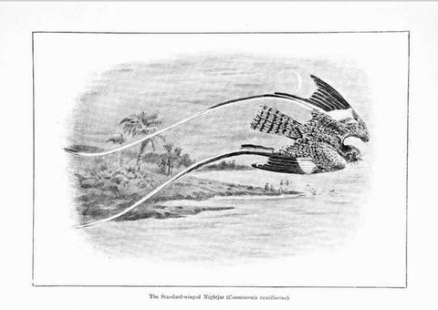 Reproducción/Reproduction 7995792648: Wonders of the bird world,. New York,Frederick A. Stokes company,[1921]