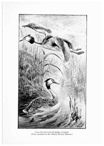 Reproducción/Reproduction 7995785145: Wonders of the bird world,. New York,Frederick A. Stokes company,[1921]