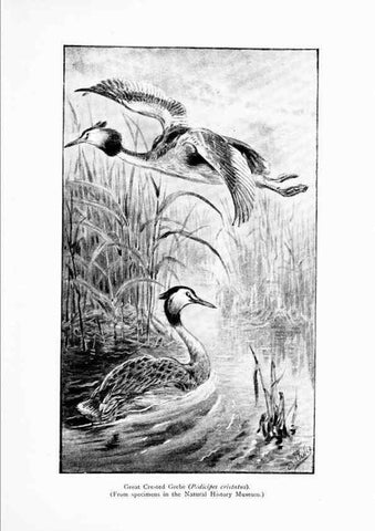 Reproducción/Reproduction 7995785145: Wonders of the bird world,. New York,Frederick A. Stokes company,[1921]