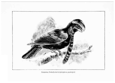 Reproducción/Reproduction 7995791524: Wonders of the bird world,. New York,Frederick A. Stokes company,[1921]