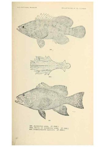 Reproducción/Reproduction 7983470140: The fishes of North and Middle America :. Washington :Smithsonian Institution, United States National Museum,1896-1900.