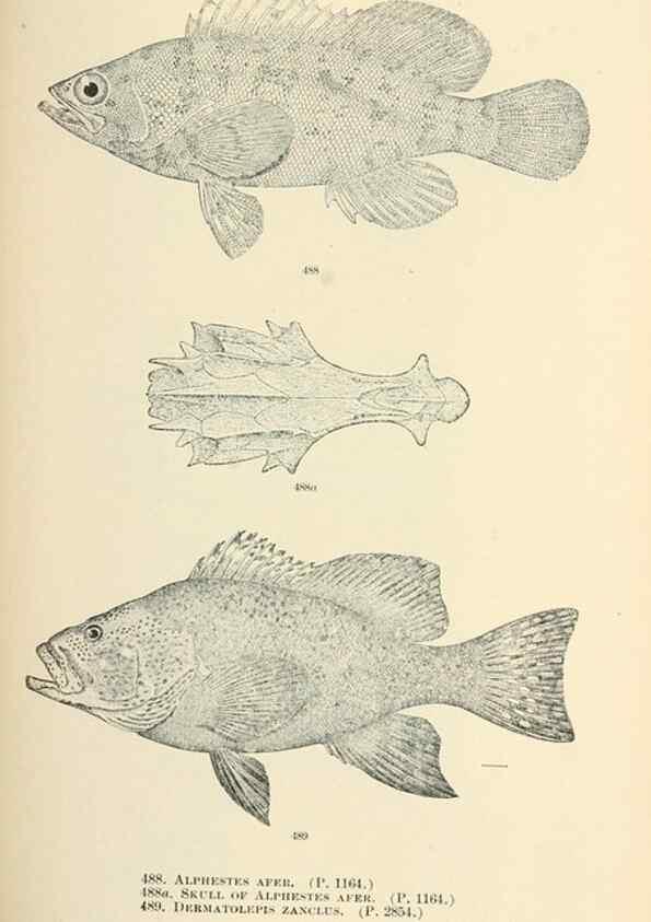 Reproducción/Reproduction 7983470140: The fishes of North and Middle America :. Washington :Smithsonian Institution, United States National Museum,1896-1900.