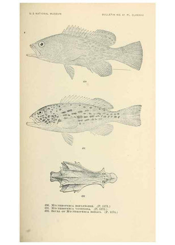 Reproducción/Reproduction 7983466617: The fishes of North and Middle America :. Washington :Smithsonian Institution, United States National Museum,1896-1900.