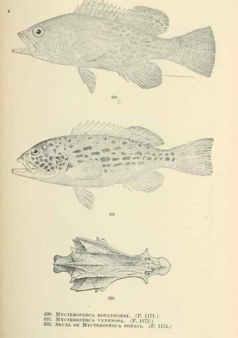 Reproducción/Reproduction 7983466617: The fishes of North and Middle America :. Washington :Smithsonian Institution, United States National Museum,1896-1900.