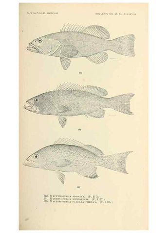Reproducción/Reproduction 7983467473: The fishes of North and Middle America :. Washington :Smithsonian Institution, United States National Museum,1896-1900.