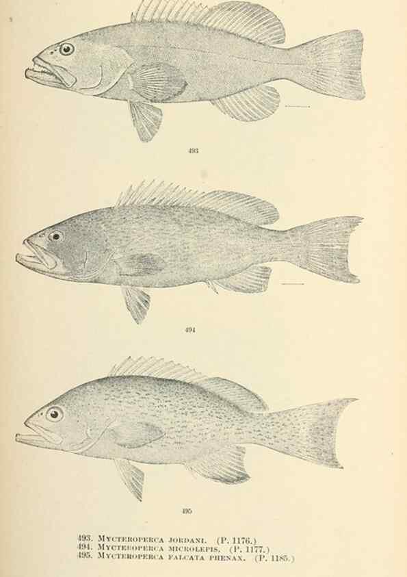 Reproducción/Reproduction 7983467473: The fishes of North and Middle America :. Washington :Smithsonian Institution, United States National Museum,1896-1900.