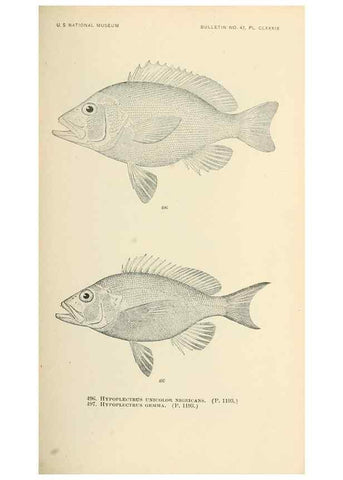 Reproducción/Reproduction 7983472336: The fishes of North and Middle America :. Washington :Smithsonian Institution, United States National Museum,1896-1900.