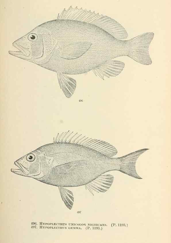 Reproducción/Reproduction 7983472336: The fishes of North and Middle America :. Washington :Smithsonian Institution, United States National Museum,1896-1900.