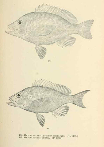 Reproducción/Reproduction 7983472336: The fishes of North and Middle America :. Washington :Smithsonian Institution, United States National Museum,1896-1900.