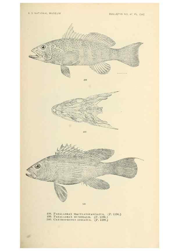 Reproducción/Reproduction 7983473244: The fishes of North and Middle America :. Washington :Smithsonian Institution, United States National Museum,1896-1900.