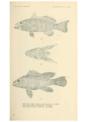 Reproducción/Reproduction 7983473244: The fishes of North and Middle America :. Washington :Smithsonian Institution, United States National Museum,1896-1900.