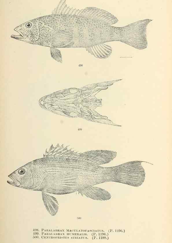 Reproducción/Reproduction 7983473244: The fishes of North and Middle America :. Washington :Smithsonian Institution, United States National Museum,1896-1900.