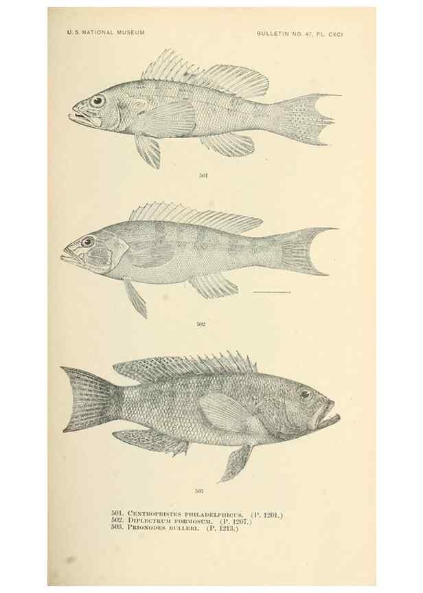 Reproducción/Reproduction 7983469785: The fishes of North and Middle America :. Washington :Smithsonian Institution, United States National Museum,1896-1900.