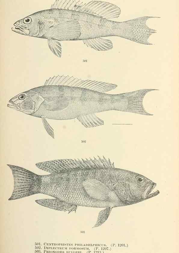 Reproducción/Reproduction 7983469785: The fishes of North and Middle America :. Washington :Smithsonian Institution, United States National Museum,1896-1900.