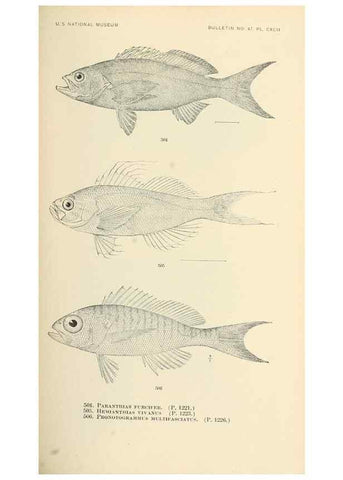 Reproducción/Reproduction 7983474660: The fishes of North and Middle America :. Washington :Smithsonian Institution, United States National Museum,1896-1900.