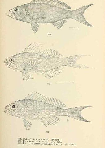 Reproducción/Reproduction 7983474660: The fishes of North and Middle America :. Washington :Smithsonian Institution, United States National Museum,1896-1900.