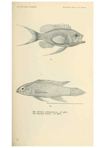 Reproducción/Reproduction 7983470925: The fishes of North and Middle America :. Washington :Smithsonian Institution, United States National Museum,1896-1900.