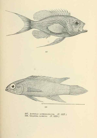 Reproducción/Reproduction 7983470925: The fishes of North and Middle America :. Washington :Smithsonian Institution, United States National Museum,1896-1900.