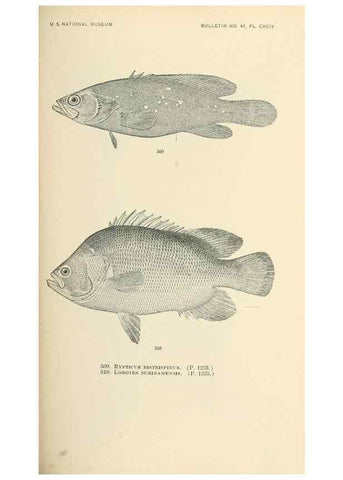 Reproducción/Reproduction 7983471431: The fishes of North and Middle America :. Washington :Smithsonian Institution, United States National Museum,1896-1900.