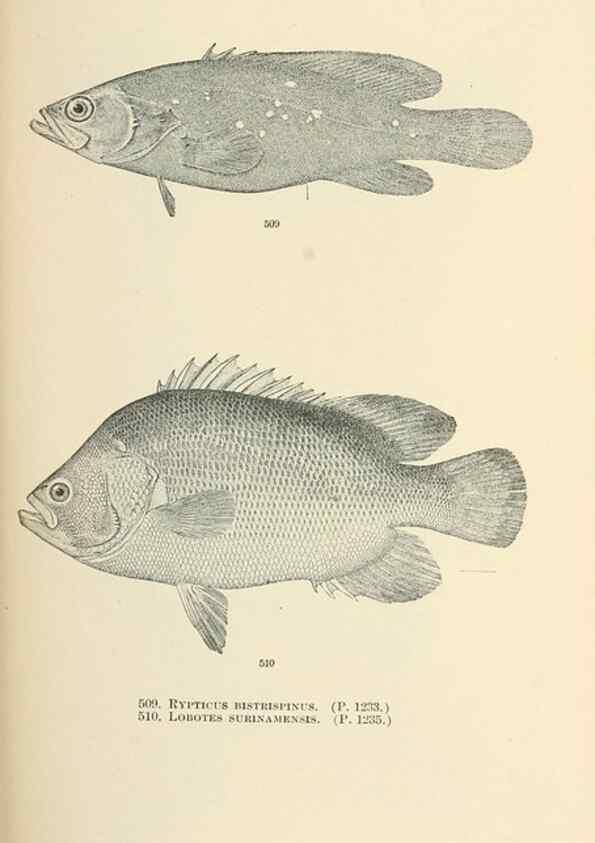 Reproducción/Reproduction 7983471431: The fishes of North and Middle America :. Washington :Smithsonian Institution, United States National Museum,1896-1900.