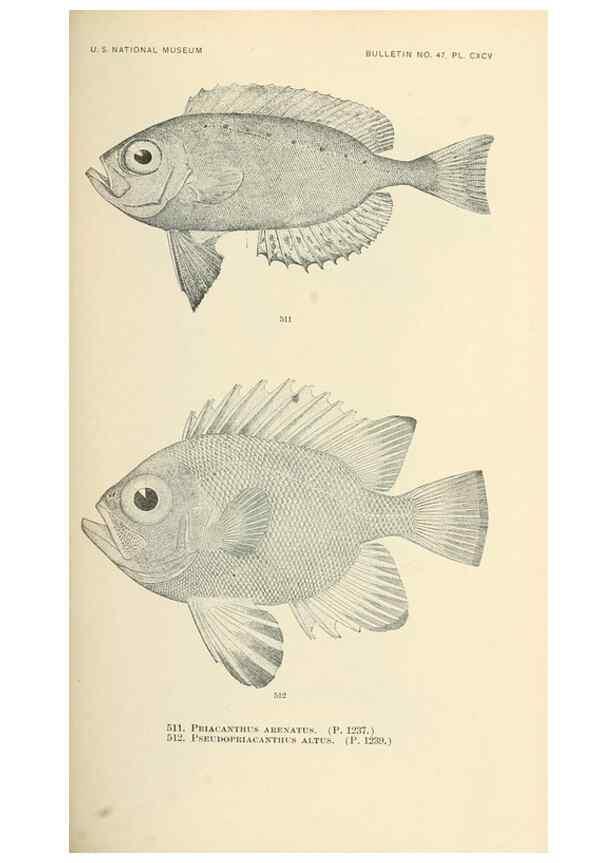 Reproducción/Reproduction 7983472051: The fishes of North and Middle America :. Washington :Smithsonian Institution, United States National Museum,1896-1900.