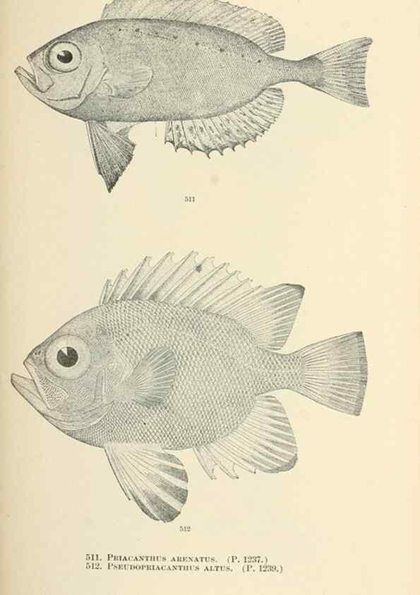 Reproducción/Reproduction 7983472051: The fishes of North and Middle America :. Washington :Smithsonian Institution, United States National Museum,1896-1900.