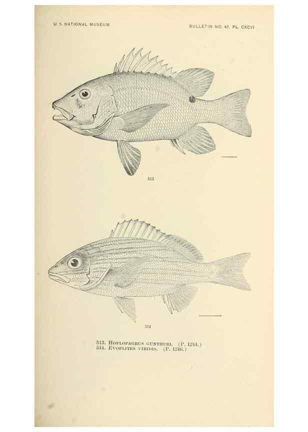 Reproducción/Reproduction 7983477180: The fishes of North and Middle America :. Washington :Smithsonian Institution, United States National Museum,1896-1900.