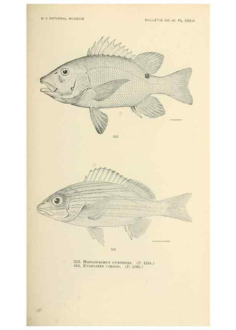 Reproducción/Reproduction 7983477180: The fishes of North and Middle America :. Washington :Smithsonian Institution, United States National Museum,1896-1900.
