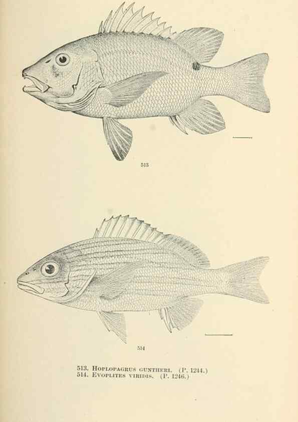 Reproducción/Reproduction 7983477180: The fishes of North and Middle America :. Washington :Smithsonian Institution, United States National Museum,1896-1900.