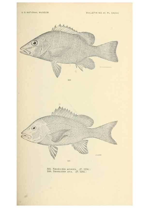 Reproducción/Reproduction 7983477824: The fishes of North and Middle America :. Washington :Smithsonian Institution, United States National Museum,1896-1900.