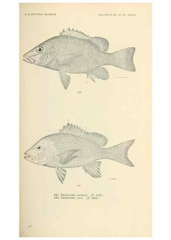 Reproducción/Reproduction 7983477824: The fishes of North and Middle America :. Washington :Smithsonian Institution, United States National Museum,1896-1900.