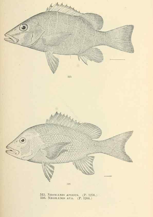 Reproducción/Reproduction 7983477824: The fishes of North and Middle America :. Washington :Smithsonian Institution, United States National Museum,1896-1900.