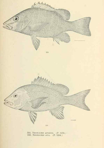 Reproducción/Reproduction 7983477824: The fishes of North and Middle America :. Washington :Smithsonian Institution, United States National Museum,1896-1900.