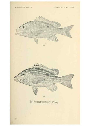 Reproducción/Reproduction 7983473891: The fishes of North and Middle America :. Washington :Smithsonian Institution, United States National Museum,1896-1900.