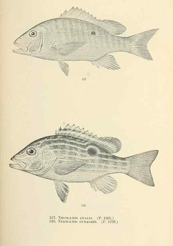 Reproducción/Reproduction 7983473891: The fishes of North and Middle America :. Washington :Smithsonian Institution, United States National Museum,1896-1900.
