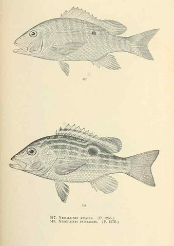 Reproducción/Reproduction 7983473891: The fishes of North and Middle America :. Washington :Smithsonian Institution, United States National Museum,1896-1900.