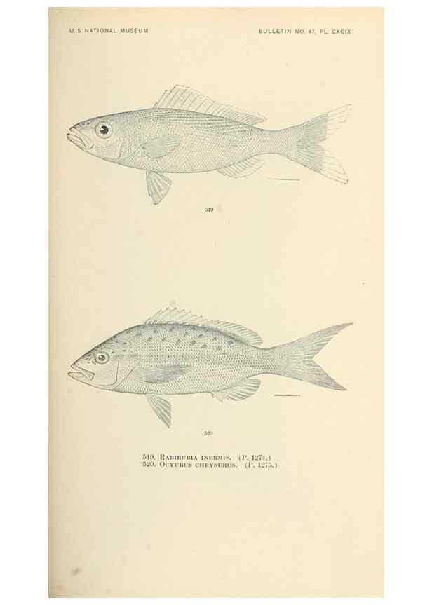 Reproducción/Reproduction 7983474453: The fishes of North and Middle America :. Washington :Smithsonian Institution, United States National Museum,1896-1900.